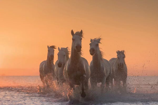 Daniel Kordan: White Angels Of Camargue I by Daniel Kordan