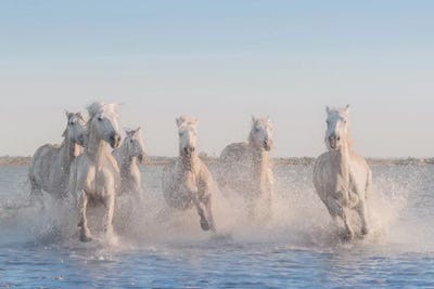 White Angels Of Camargue II by Daniel Kordan art print