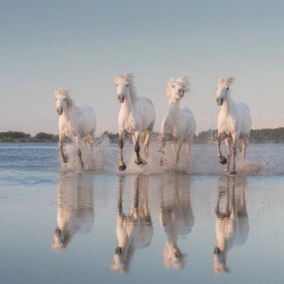 White Angels Of Camargue III by Daniel Kordan art print
