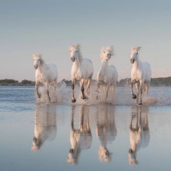 Daniel Kordan: White Angels Of Camargue III by Daniel Kordan