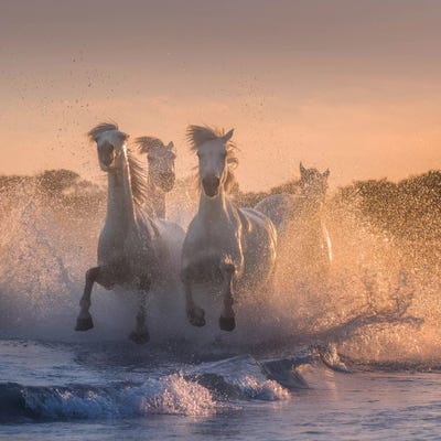 White Angels Of Camargue V by Daniel Kordan canvas print