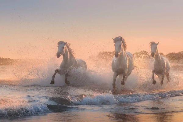 Daniel Kordan: White Angels Of Camargue VI by Daniel Kordan