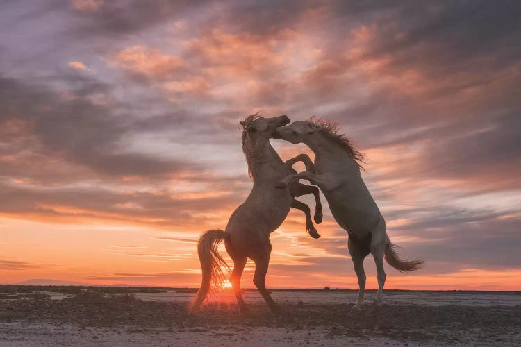 White Angels Of Camargue VII