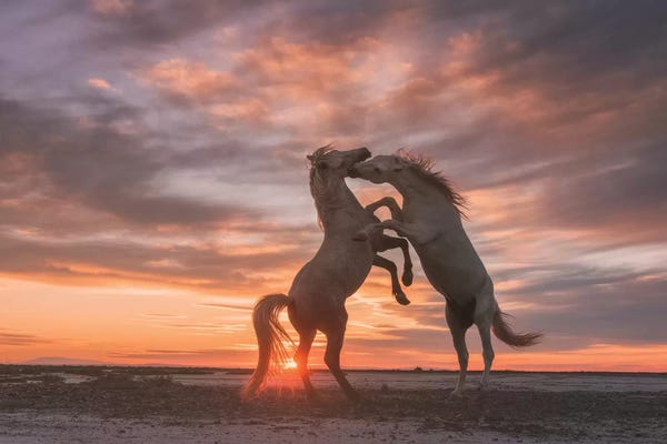 Daniel Kordan: White Angels Of Camargue VII by Daniel Kordan