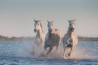 White Angels Of Camargue VIII by Daniel Kordan art print
