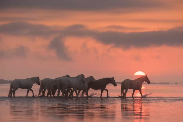 Daniel Kordan: White Angels Of Camargue XI by Daniel Kordan
