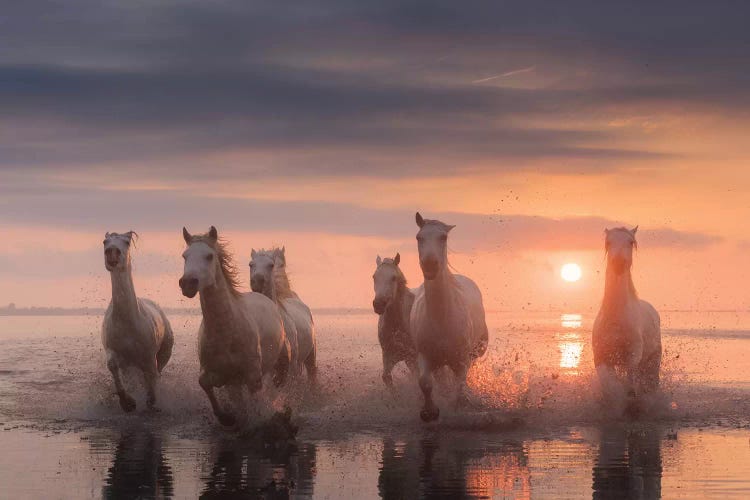 White Angels Of Camargue XII