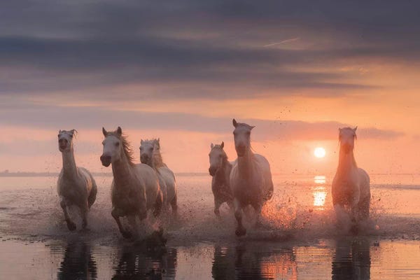 Daniel Kordan: White Angels Of Camargue XII by Daniel Kordan