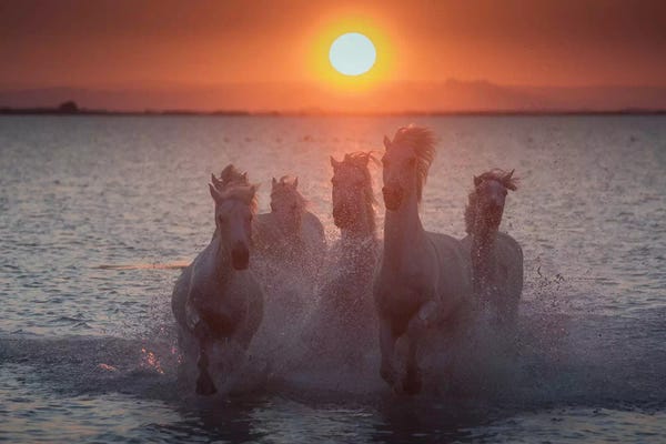 Daniel Kordan: White Angels Of Camargue XIII by Daniel Kordan