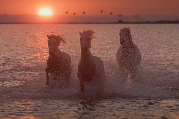 White Angels Of Camargue XIV