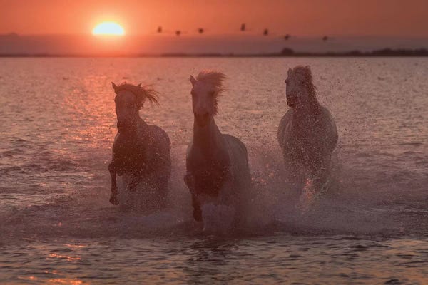 Daniel Kordan: White Angels Of Camargue XIV by Daniel Kordan