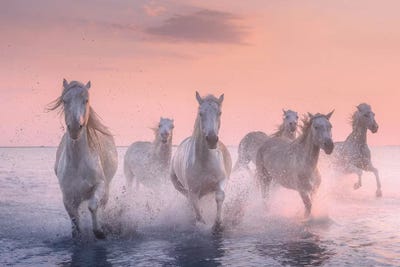 White Angels Of Camargue XV by Daniel Kordan art print