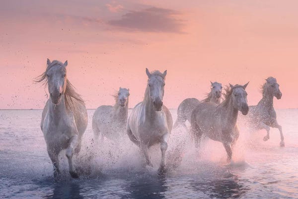 Daniel Kordan: White Angels Of Camargue XV by Daniel Kordan