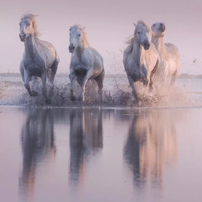 White Angels Of Camargue XVI by Daniel Kordan art print
