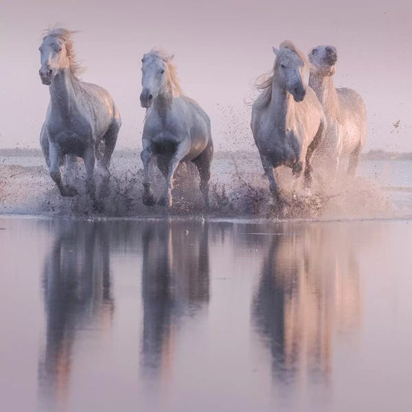 Daniel Kordan: White Angels Of Camargue XVI by Daniel Kordan