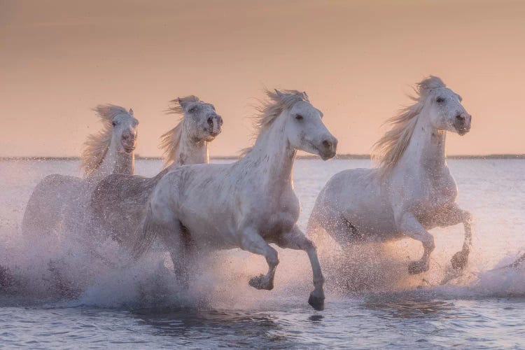 White Angels Of Camargue XVII