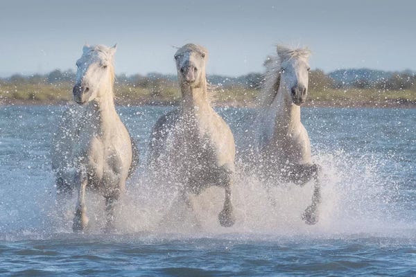 Daniel Kordan: White Angels Of Camargue XVIII by Daniel Kordan