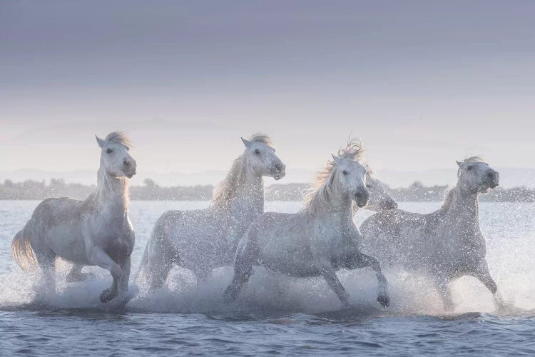 White Angels Of Camargue XIX