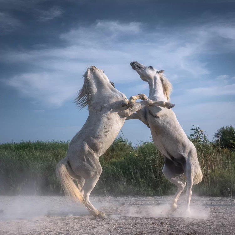 White Angels Of Camargue XX