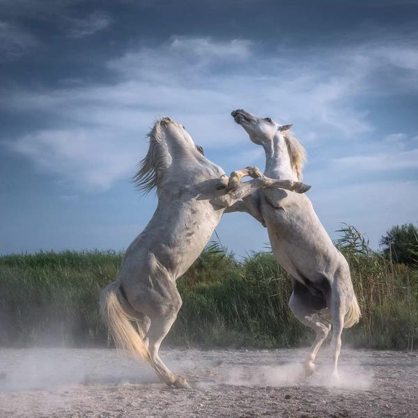 Daniel Kordan: White Angels Of Camargue XX by Daniel Kordan