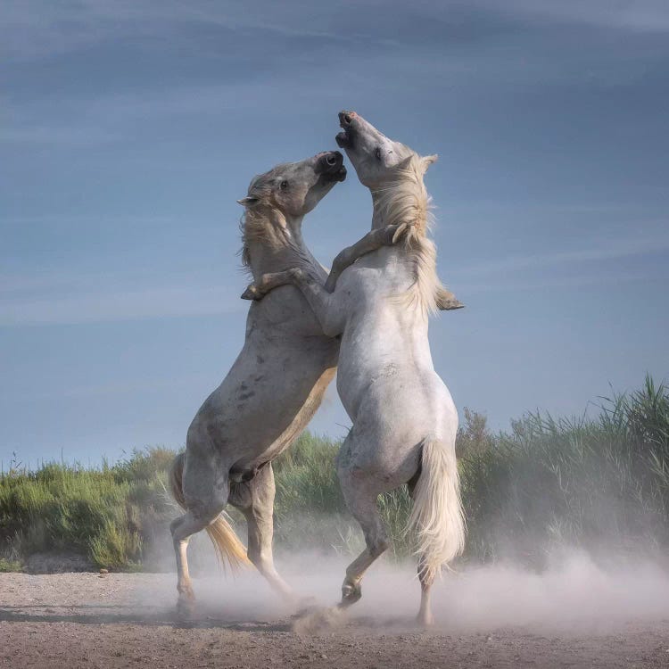 White Angels Of Camargue XXI