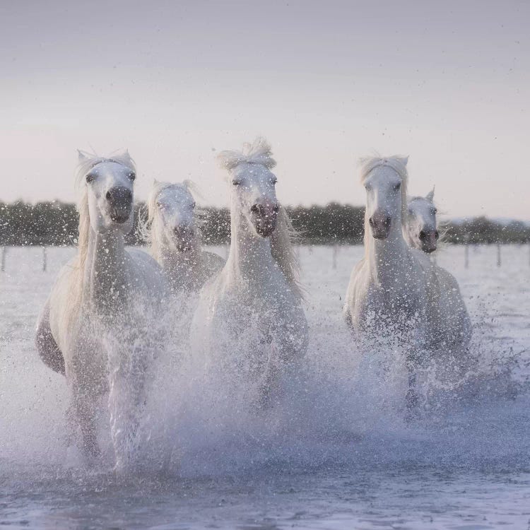 White Angels Of Camargue XXII