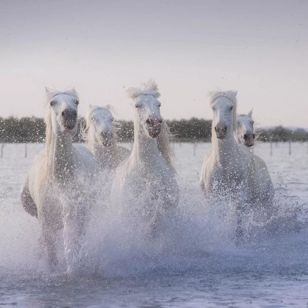 Daniel Kordan: White Angels Of Camargue XXII by Daniel Kordan