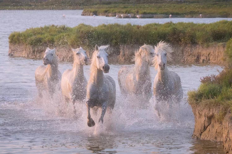 White Angels Of Camargue XXIII