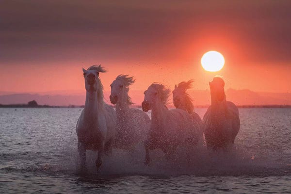 Daniel Kordan: White Angels Of Camargue XXIV by Daniel Kordan