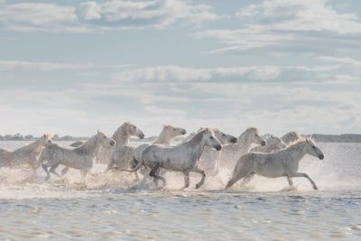 White Angels Of Camargue XXVI by Daniel Kordan art print