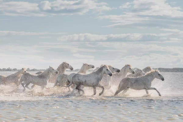 Daniel Kordan: White Angels Of Camargue XXVI by Daniel Kordan