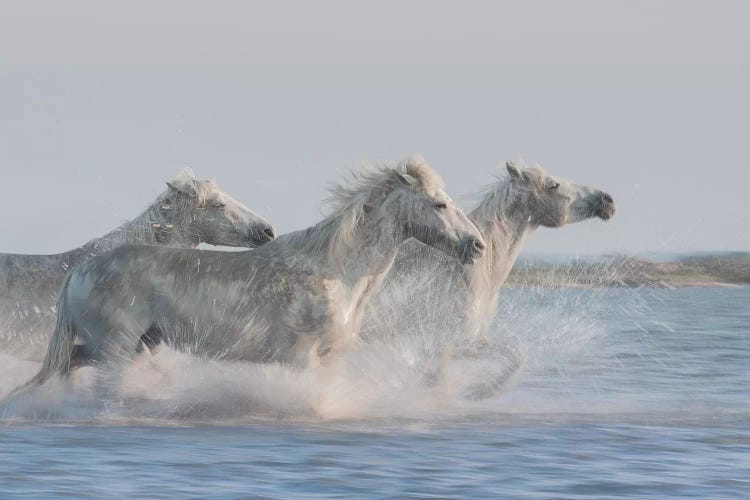 White Angels Of Camargue XXVII