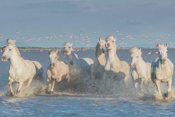 White Angels Of Camargue XXVIII