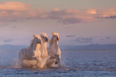 White Angels Of Camargue XXIX by Daniel Kordan art print