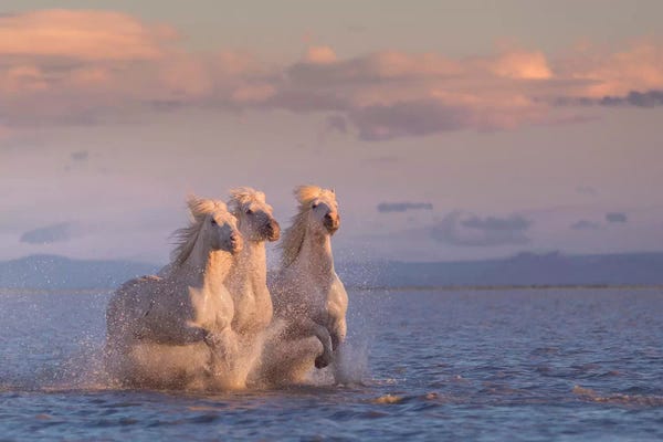 Daniel Kordan: White Angels Of Camargue XXIX by Daniel Kordan