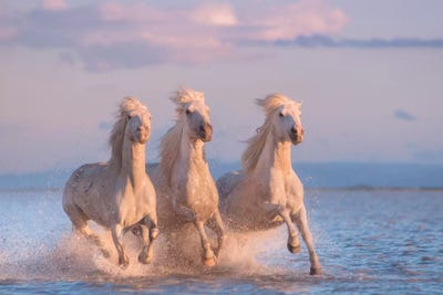 White Angels Of Camargue XXX by Daniel Kordan art print