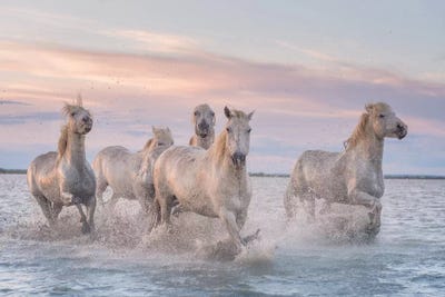 White Angels Of Camargue XXXI by Daniel Kordan canvas print
