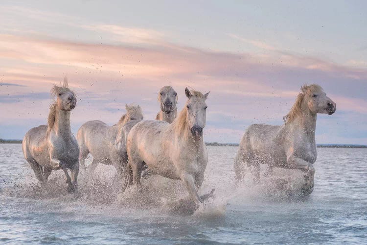 White Angels Of Camargue XXXI