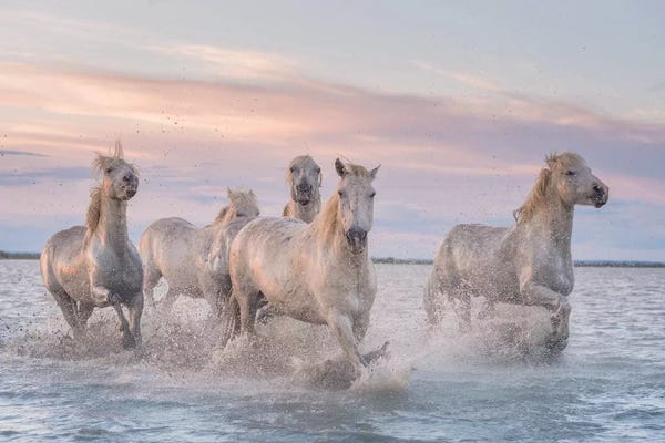 Daniel Kordan: White Angels Of Camargue XXXI by Daniel Kordan