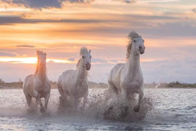 White Angels Of Camargue XXXII by Daniel Kordan art print