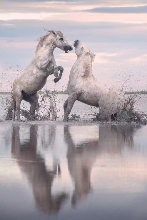 White Angels Of Camargue XXXIII