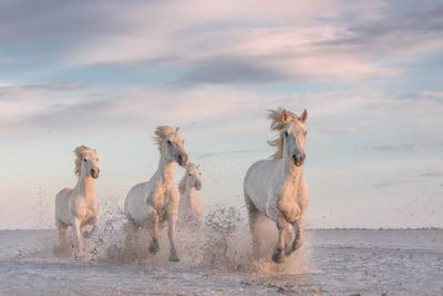 White Angels Of Camargue XXXV by Daniel Kordan canvas print