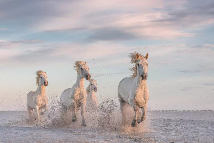 White Angels Of Camargue XXXV