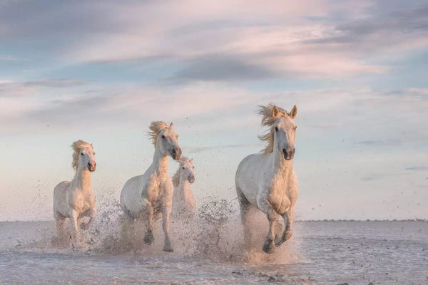 Daniel Kordan: White Angels Of Camargue XXXV by Daniel Kordan