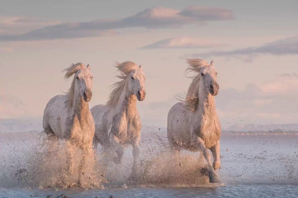Daniel Kordan: White Angels Of Camargue XXXVI by Daniel Kordan