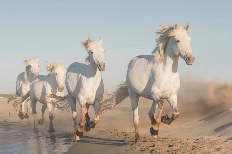 White Angels Of Camargue XXXVII