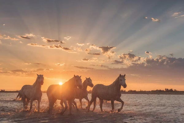 Daniel Kordan: White Angels Of Camargue XXXVIII by Daniel Kordan
