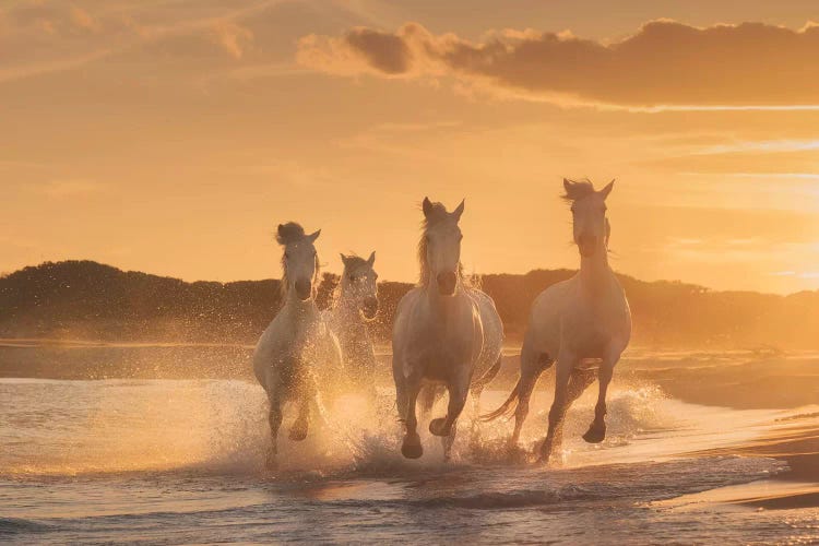 White Angels Of Camargue XXXIX