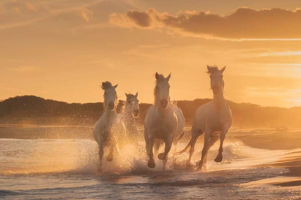 Daniel Kordan: White Angels Of Camargue XXXIX by Daniel Kordan