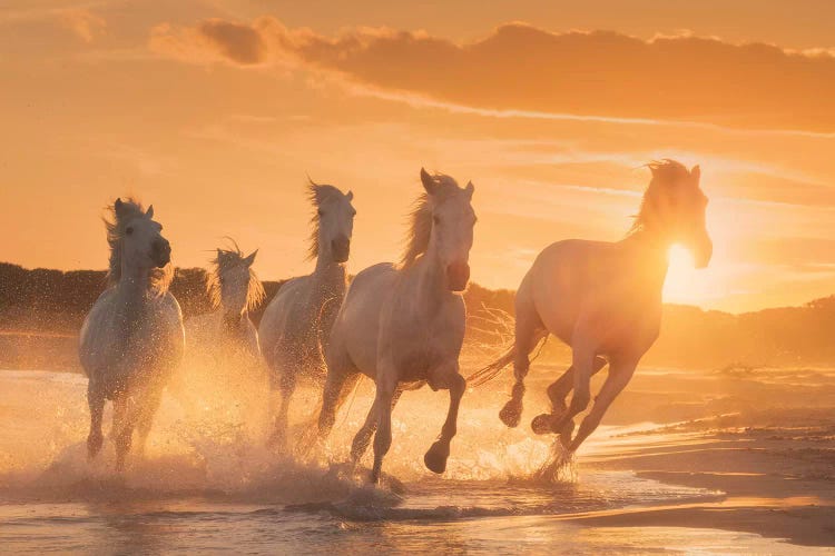 White Angels Of Camargue XL